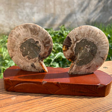 Load image into Gallery viewer, Ammonite Couple Slices (Without Stand)(kg)