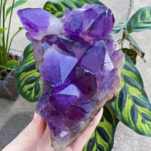 Load image into Gallery viewer, big amethyst cluster specimens amethyst specimens crystal specimens crystal clusters
