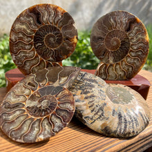 Load image into Gallery viewer, Well Jadified Ammonite Slices Couples
