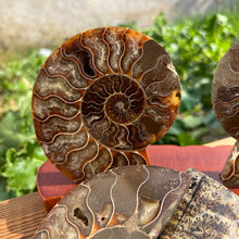 Load image into Gallery viewer, Well Jadified Ammonite Slices Couples
