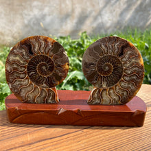 Load image into Gallery viewer, Well Jadified Ammonite Slices Couples
