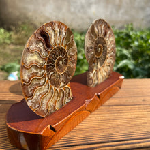 Load image into Gallery viewer, Well Jadified Ammonite Slices Couples
